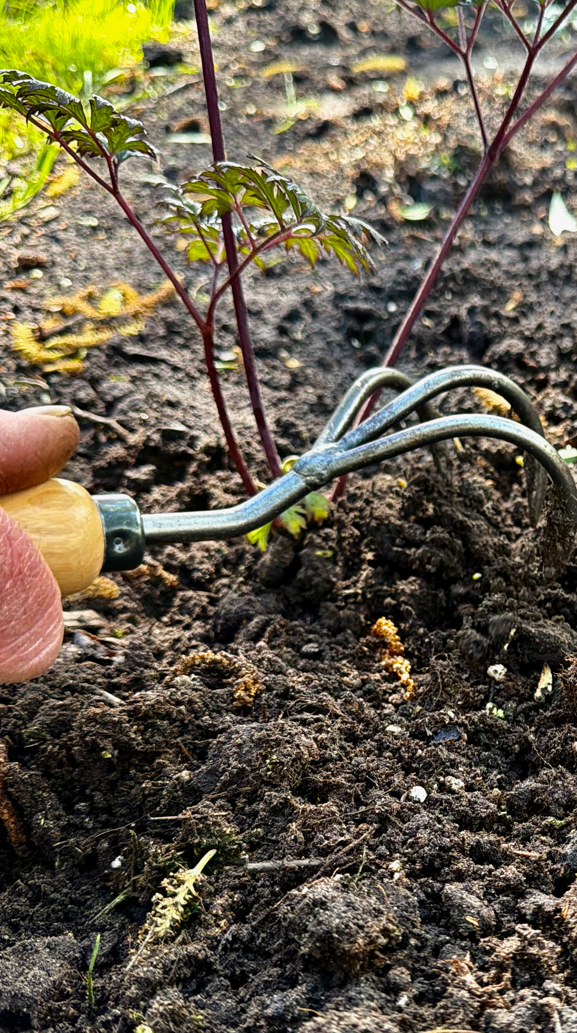 Cultivator